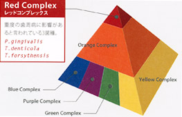 口腔内に存在している数百種類の細菌を歯周病への関連が高い順にピラミッド状にしたもの