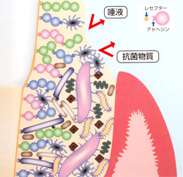 口腔細菌の巣窟バイオフィルム